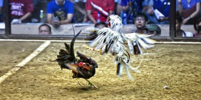 32win1 qq88 bắn cá